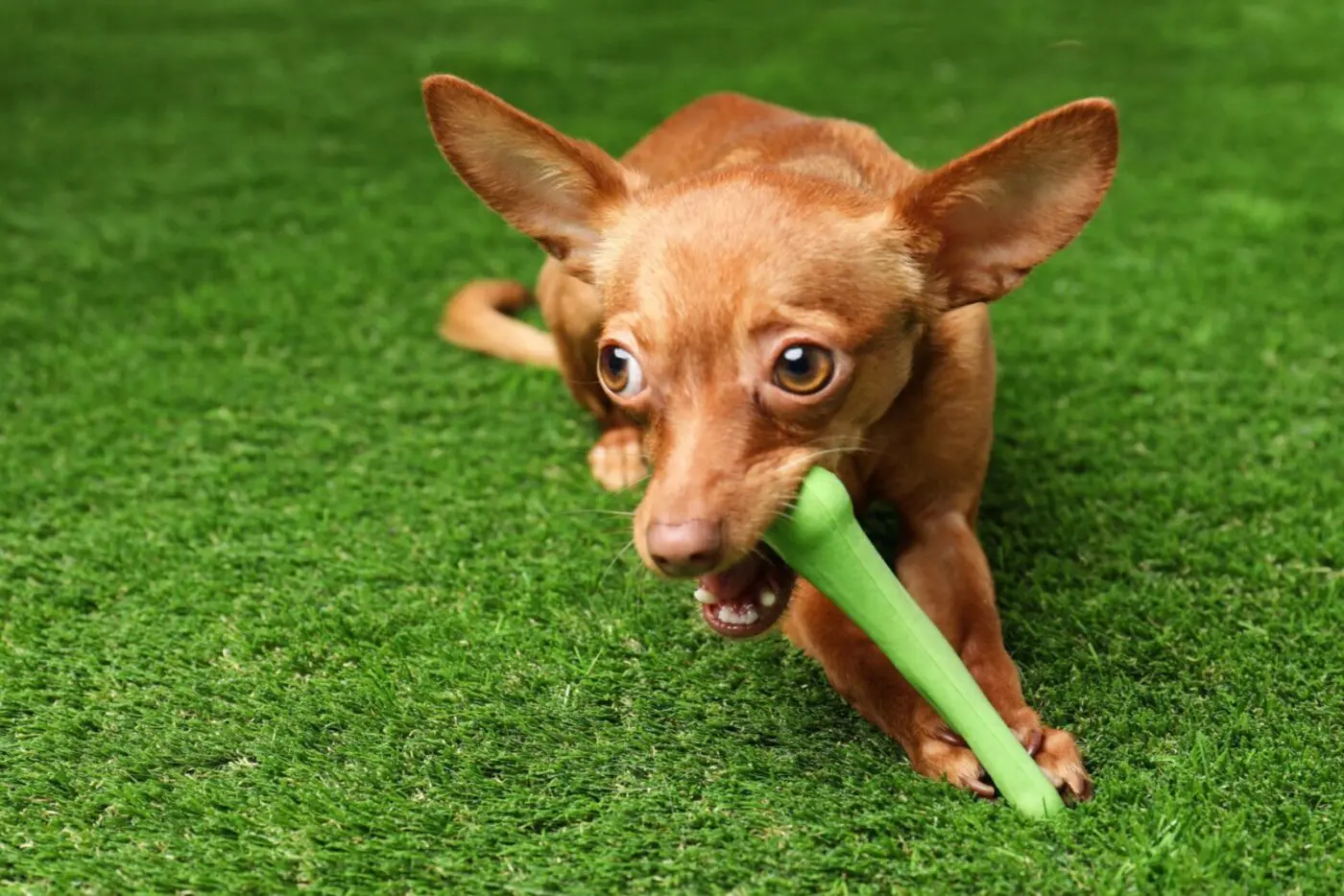 A small brown dog with large ears is chewing on a green plastic bone toy while standing on pet-friendly artificial turf in Gilbert, AZ. The dog looks alert and playful.